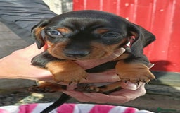 Miniature Dachshund dogs for sale: Miniature Dachshund  - Image 5