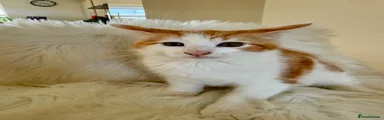 Maine Coon 2