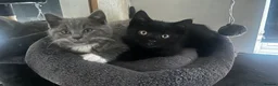 Mixed Breed cats for sale: Three Black British Shorthair Cross Kittens - Advert 17