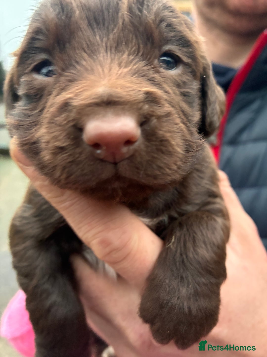 Cocker Spaniel dogs for sale: True working Cocker Spaniels docked  - Advert 15