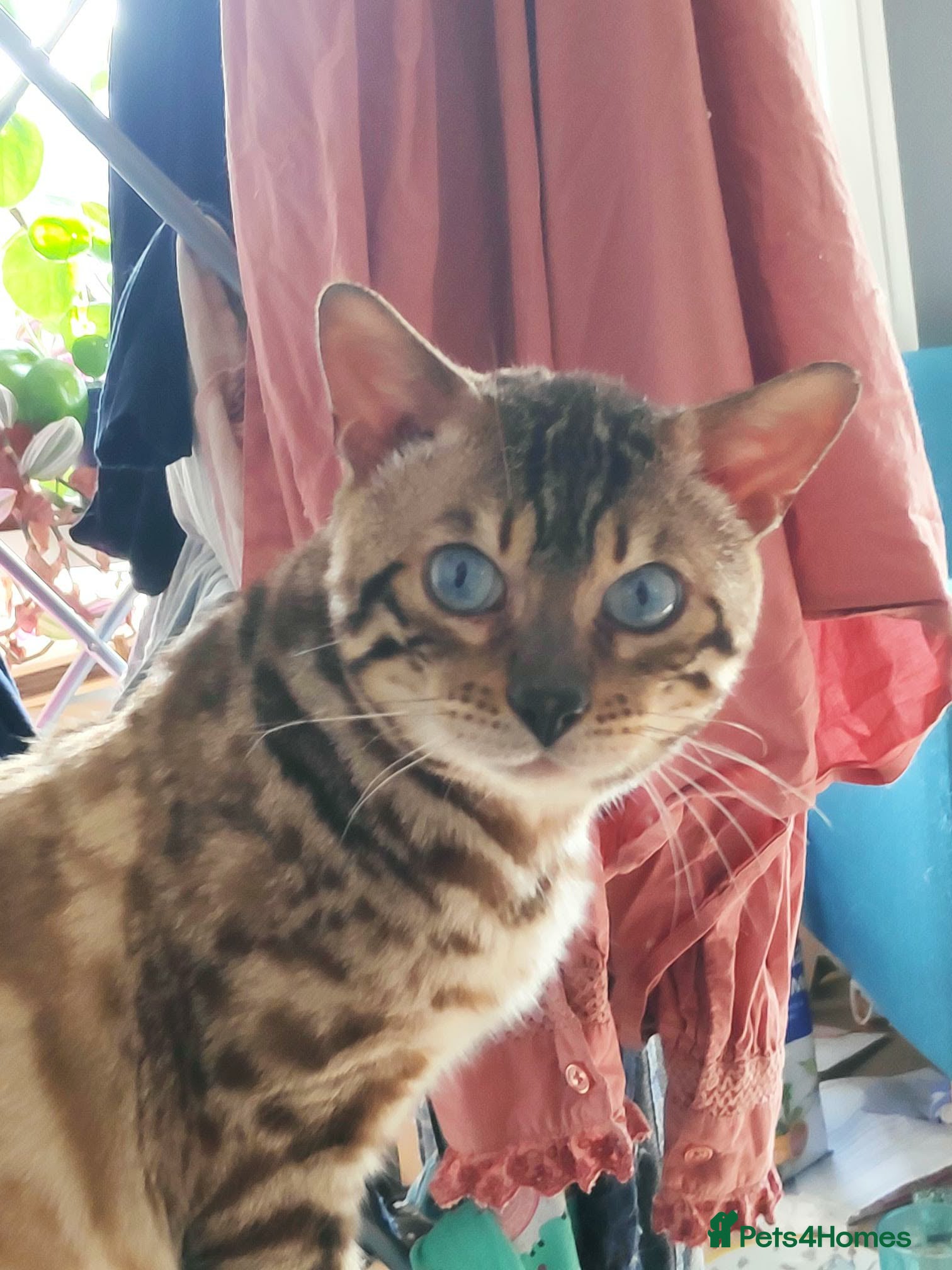 Bengal cats Beautiful Bengal boy, very sad rehome - Advert 6