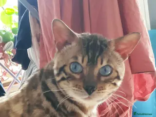 Bengal cats Beautiful Bengal boy, very sad rehome - Advert 6