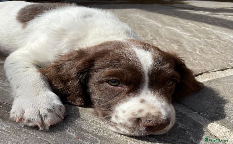 English Springer Spaniel dogs - Advert 1