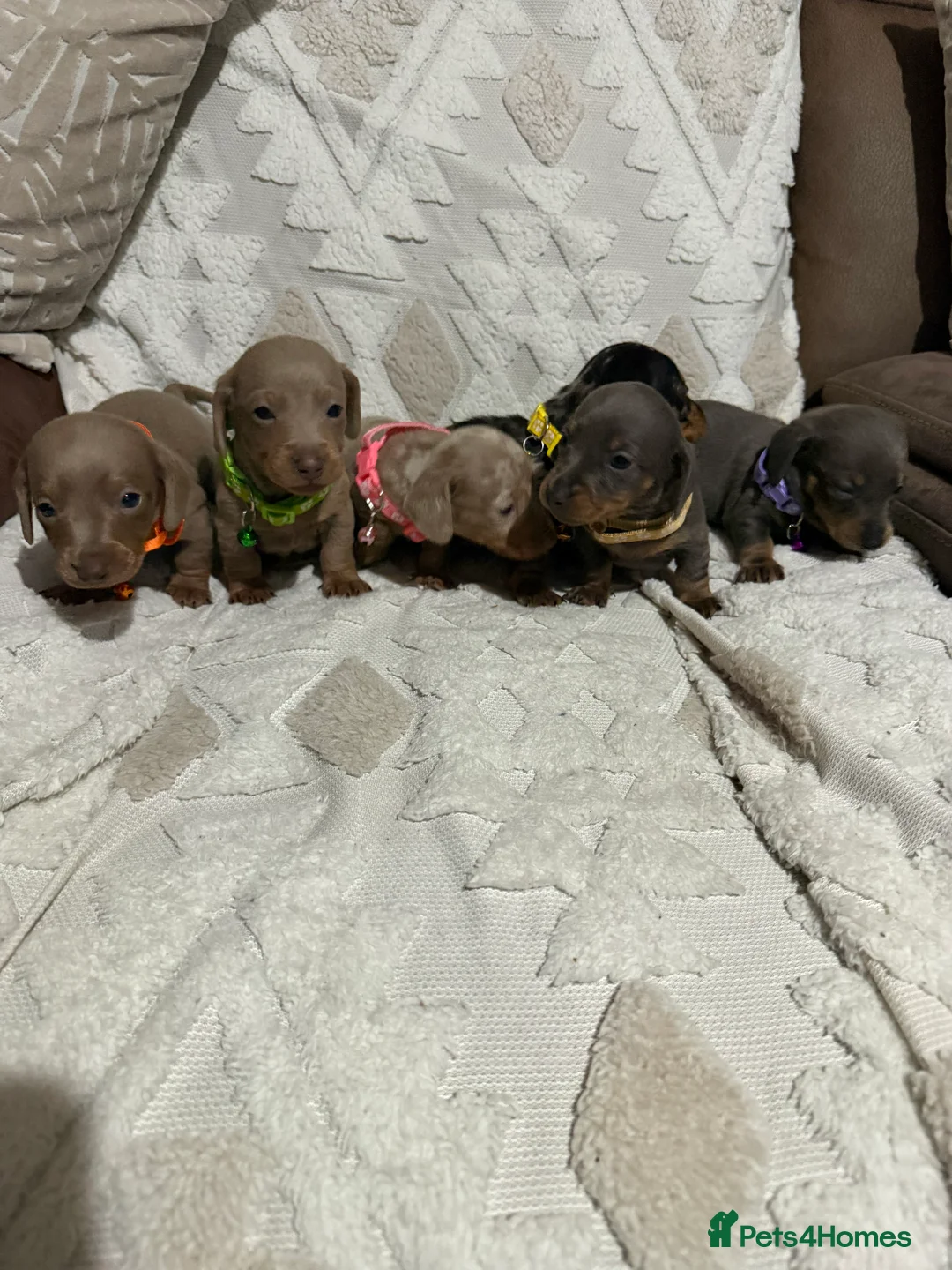 Dachshund dogs for sale: Beautiful dachshund puppies  - Advert 7