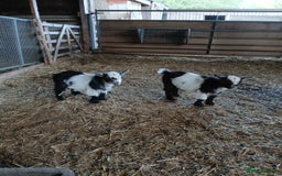 Goats livestock for sale: Pygmy Goat Wether kids for sale  - Image 3