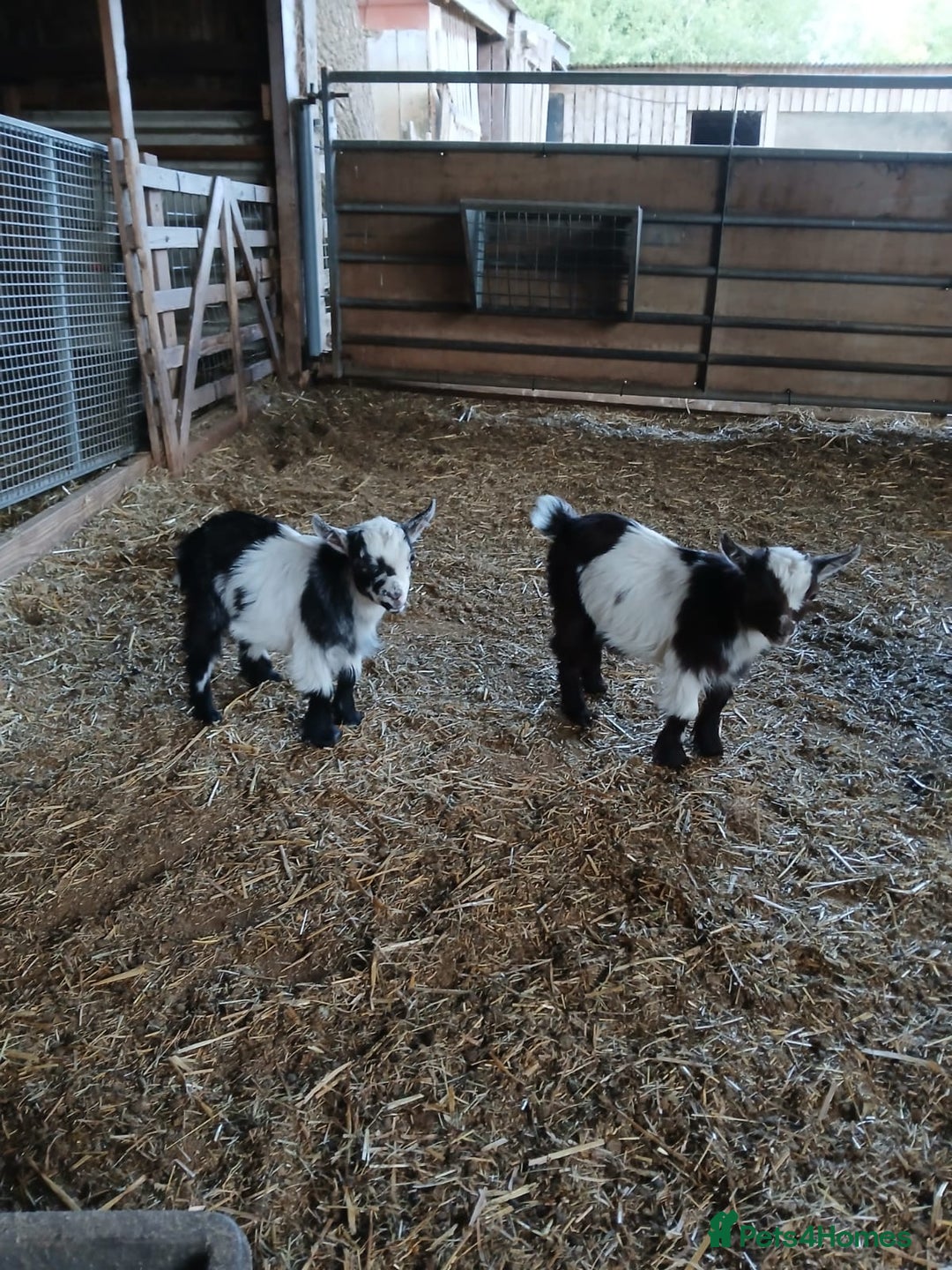 Goats livestock for sale: Pygmy Goat Wether kids for sale  - Image 3