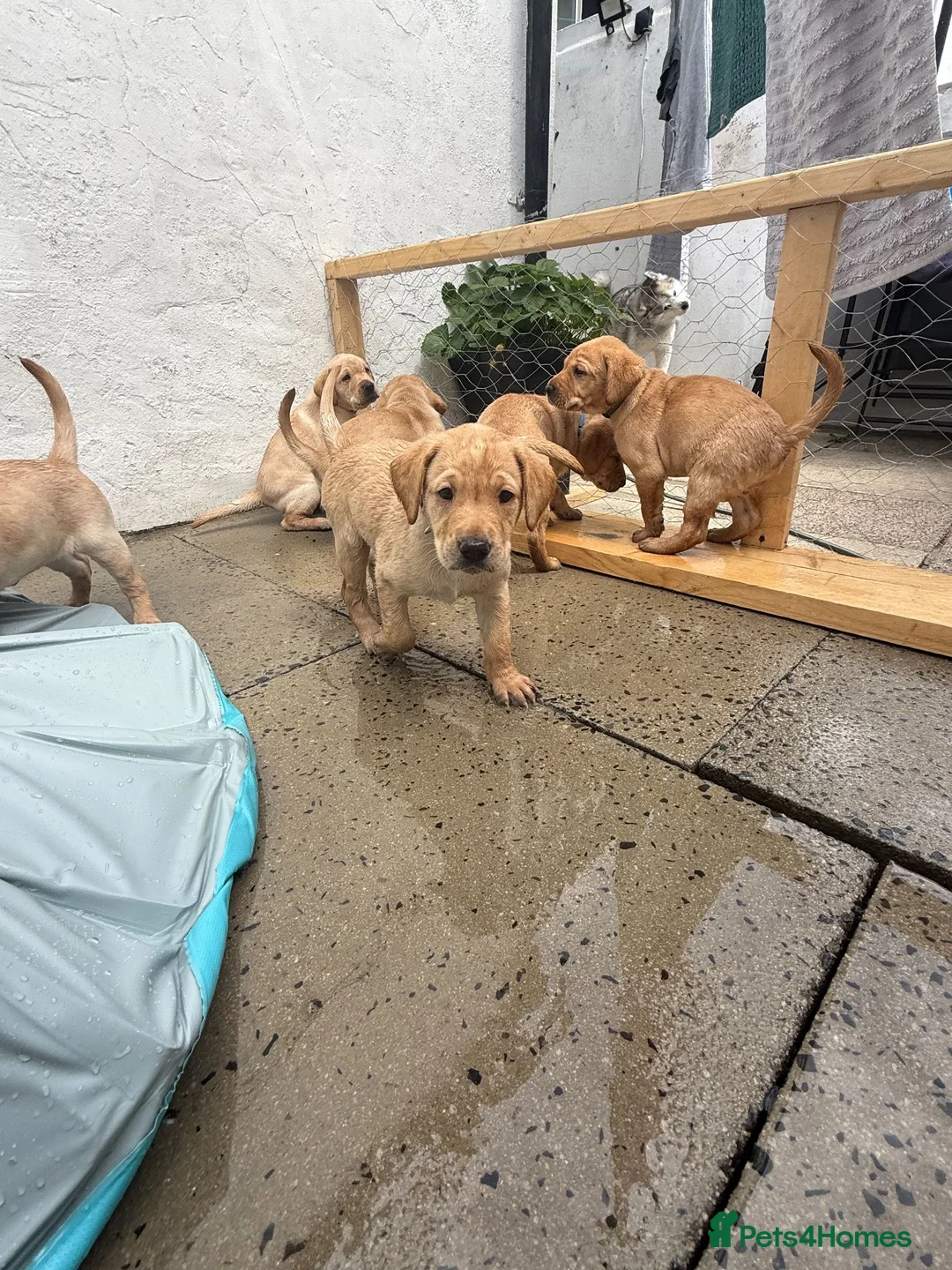 Labrador Retriever dogs for sale: KC Reg Fox Red / Blonde  Lab Puppies – Home Reared - Advert 2