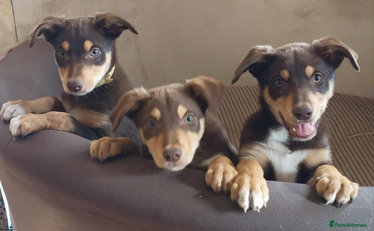 Mixed Breed dogs - Advert 2