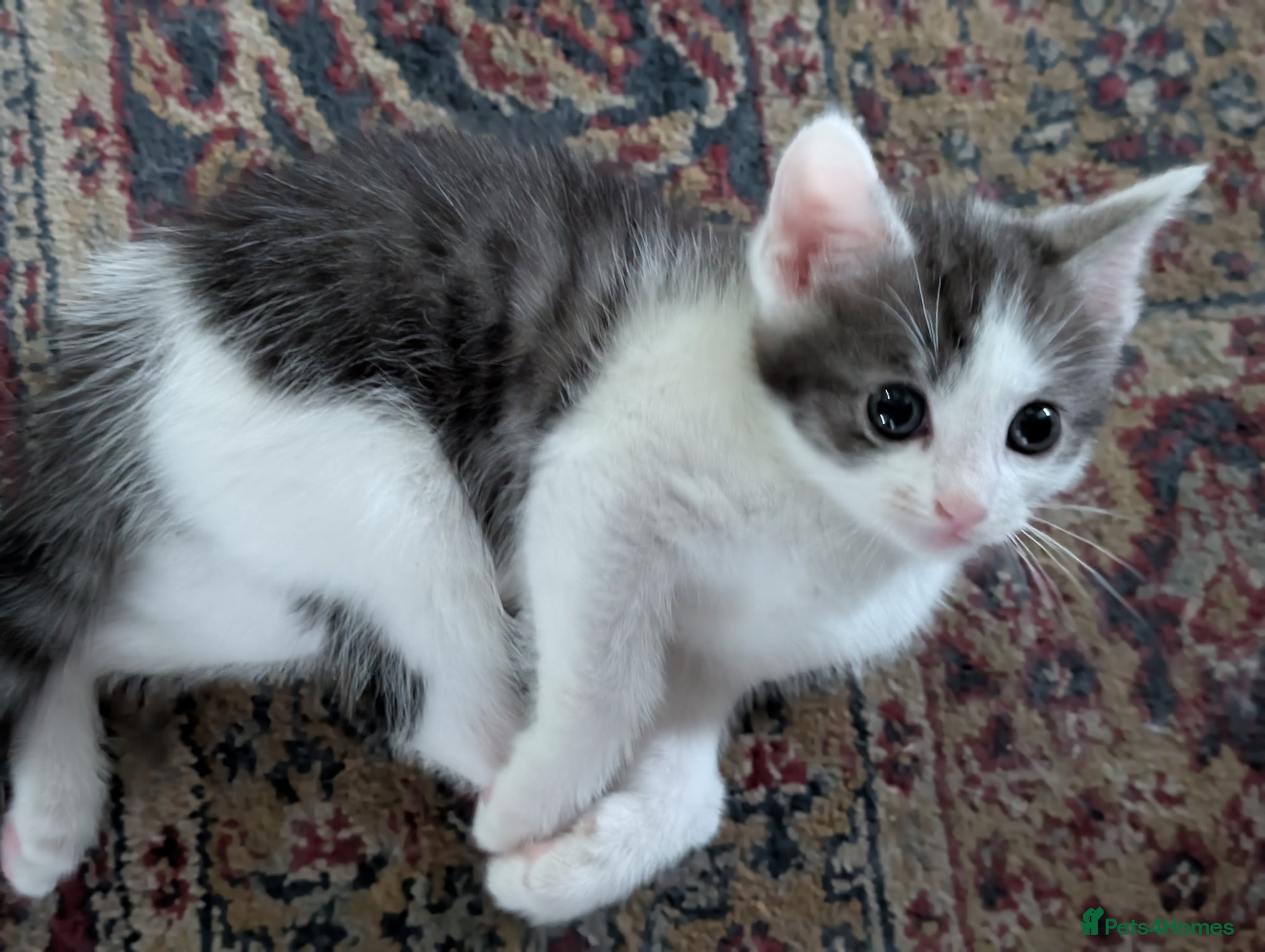 Mixed Breed cats Persian cross mix - Advert 3