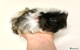 Guinea Pig rodents for sale: Long haired Guinea Pigs For Sale - Image 18