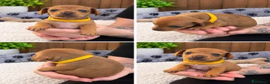 Chiweenie 2