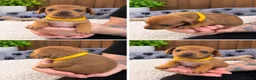 Chiweenie dogs for sale: Chiweenie pups - Advert 3