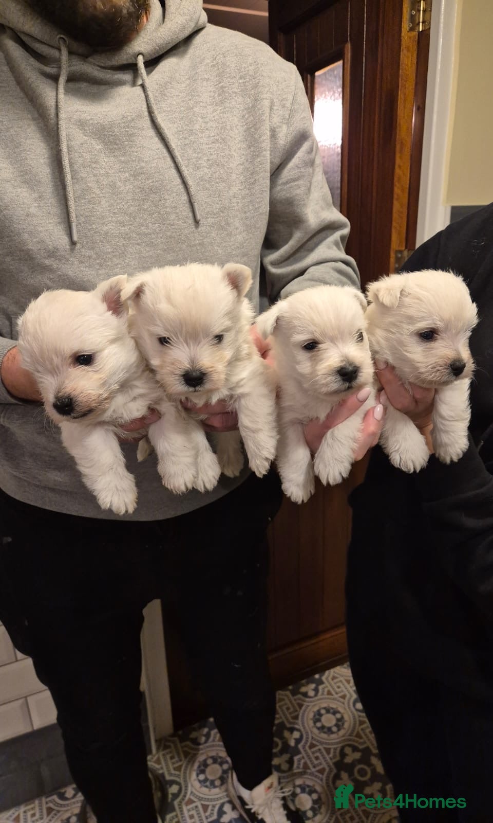 West Highland Terrier dogs West highland terriers for sale  - Advert 3