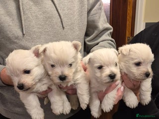 West Highland Terrier dogs West highland terriers for sale - Advert 18