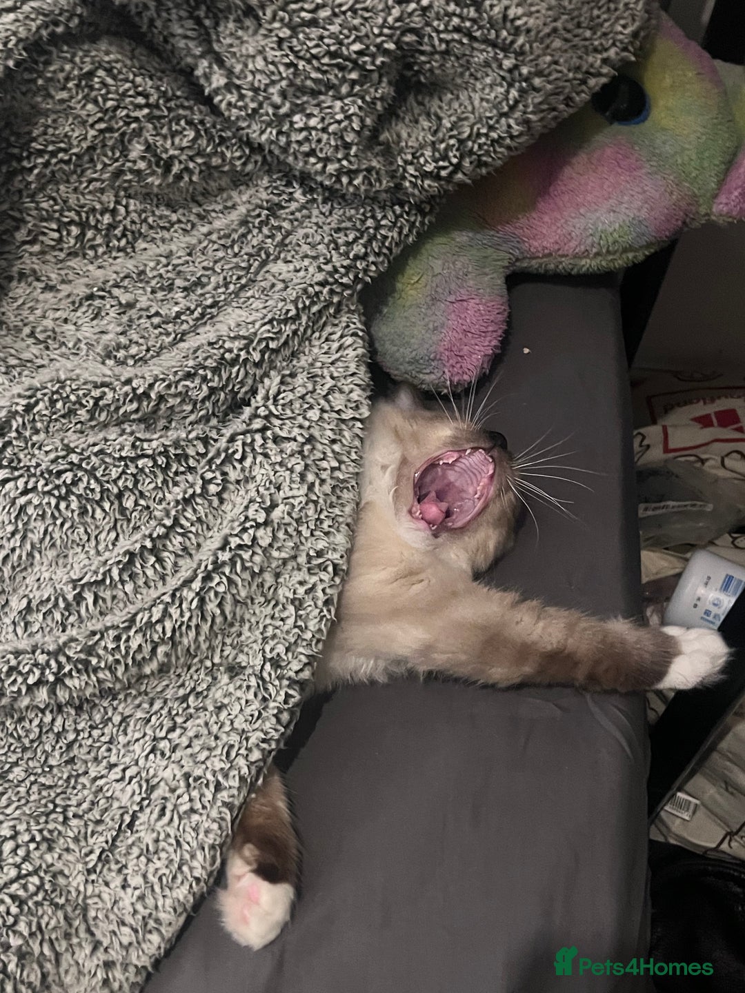 Ragdoll cats for sale: Ragdoll Kitten - Image 4
