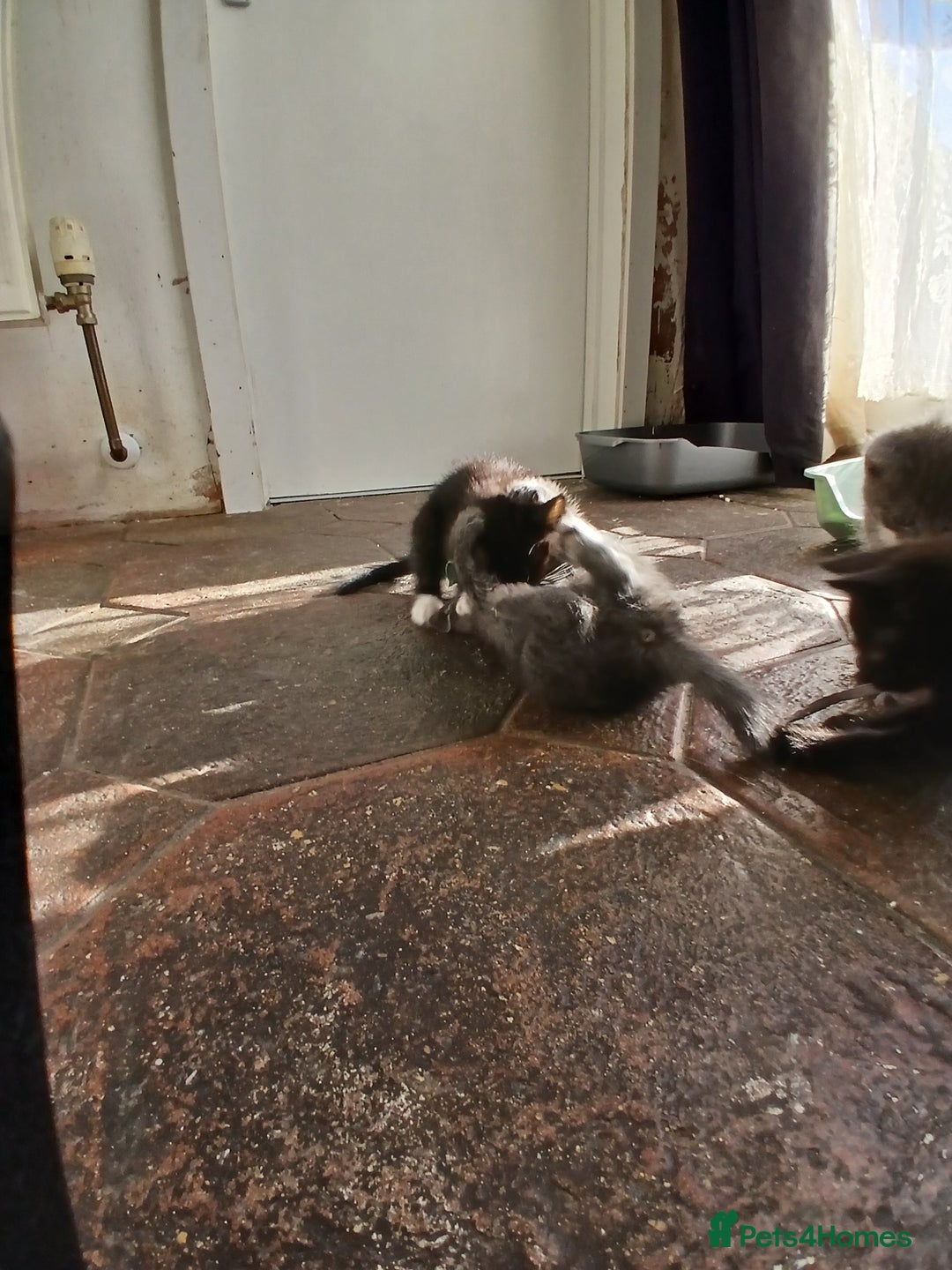 Mixed Breed cats for sale: 6 Kittens looking for new forever homes - Advert 15