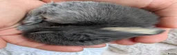 Mini Lop rabbits for sale: Beautiful Mini Lops For Sale  ˖Ი𐑼⋆ FOUR LEFT  - Advert 26