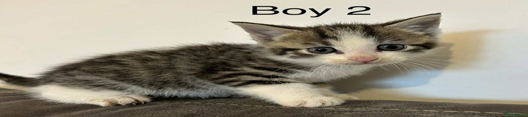 British Shorthair Kitten 4