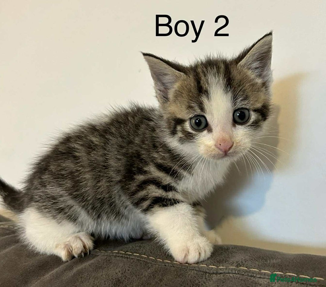 British Shorthair cats for sale: Stunning kittens available  - Image 29