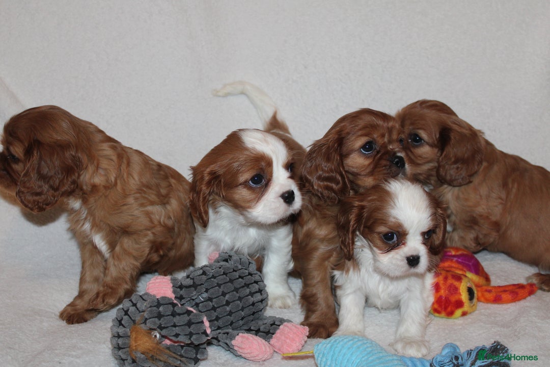 Cavalier King Charles Spaniel dogs for sale: Gorgeous Cavalier King Charles Spaniel puppies - Image 3