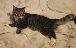 British Shorthair cats for sale: Beautiful 7 month Kitten Brother & Sister - Image 3