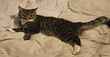 British Shorthair cats - Advert 10