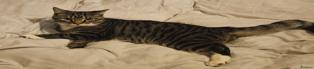 British Shorthair Kitten 1 Sonic