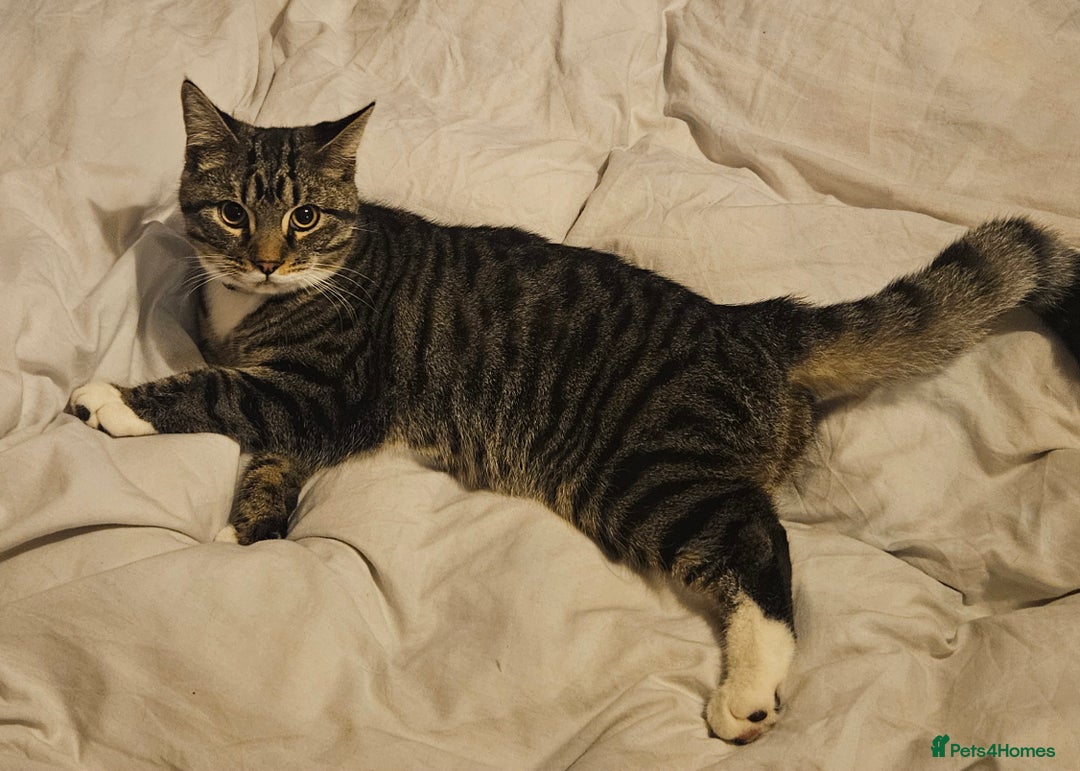 British Shorthair cats for sale: Beautiful 7 month Kitten Brother & Sister - Image 3