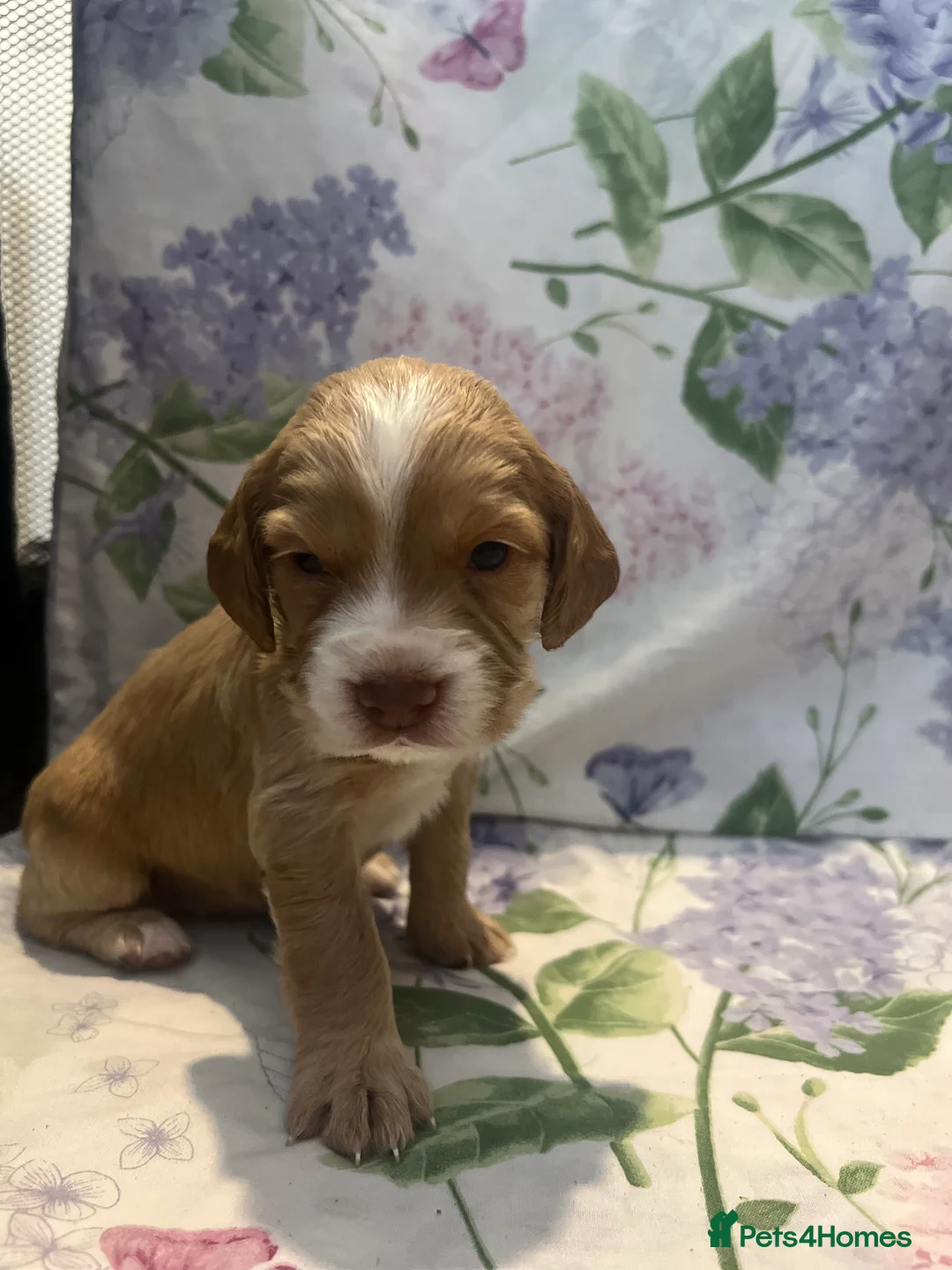 Cocker Spaniel dogs for sale: Working cocker spaniel puppies - Advert 18