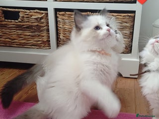 Ragdoll cats Ragdoll kittens GCCF registered ONE GIRL LEFT£995 - Advert 12