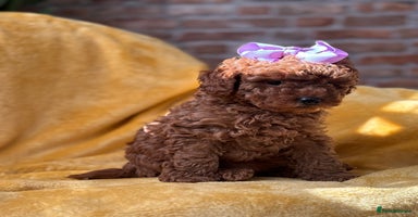 Toy Poodle dogs - Advert 9