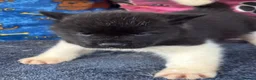 Akita dogs for sale: Beautiful American Akita Puppies - Advert 6