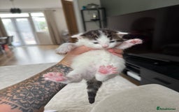 Mixed Breed cats for sale: Tabby and white kittens  - Image 9