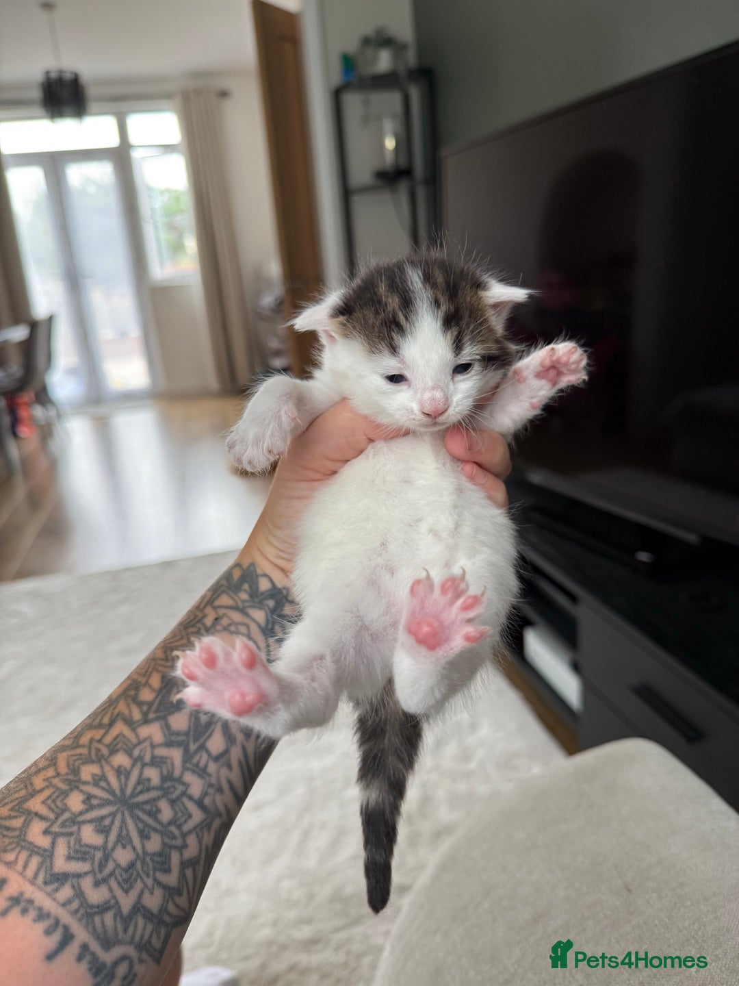 Mixed Breed cats for sale: Tabby and white kittens  - Image 9