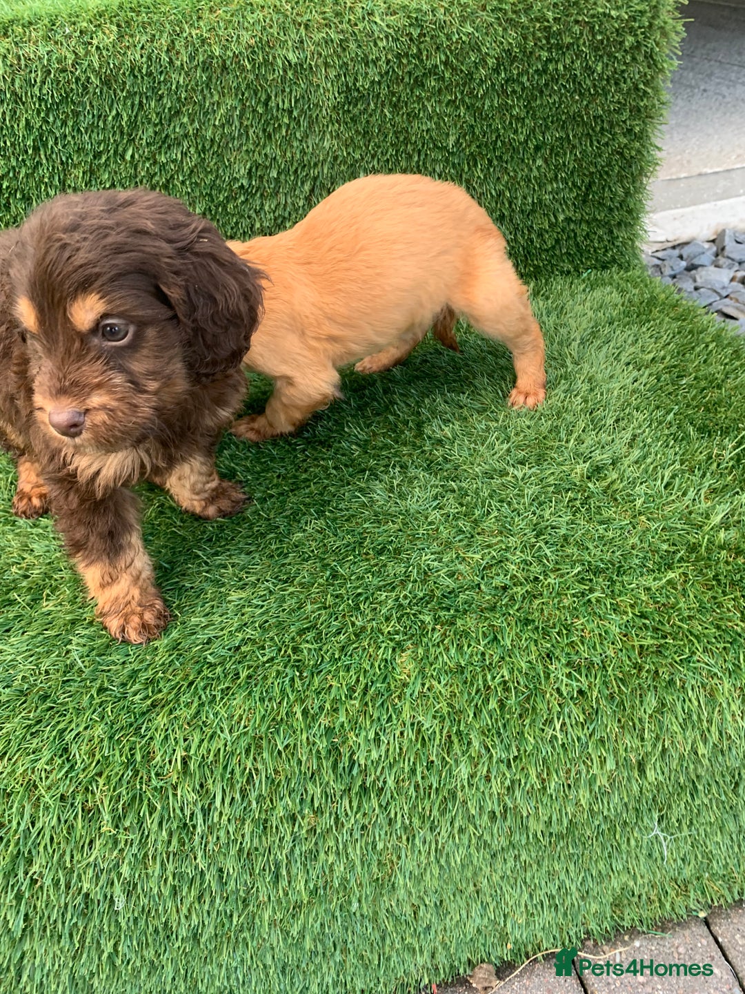 Cockapoo dogs for sale: Cockerpoo puppies  - Advert 17