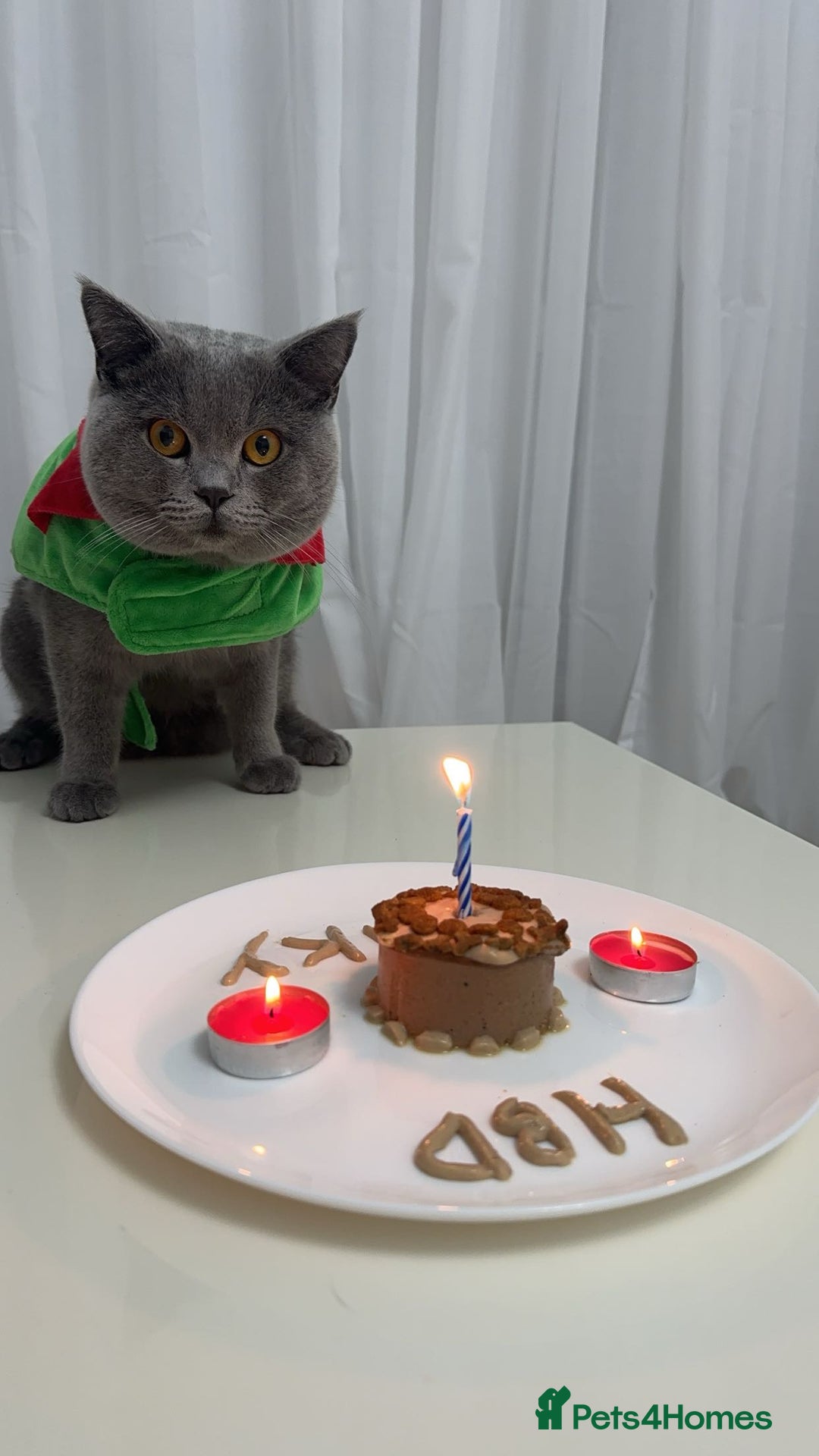 British Shorthair cats for sale: with all his belongings-litter box,bed,bowls,toys. - Image 6