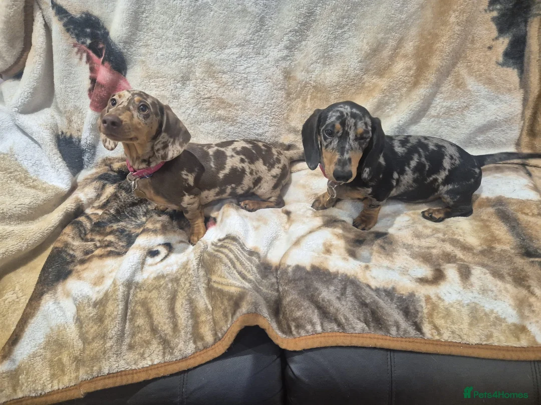 Dachshund dogs for sale: 🐶🐶🐶 2 female Dachshunds 4 months 🐶🐶🐶 - Advert 6