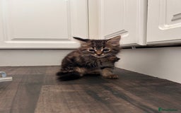 Domestic Shorthair cats for sale: 2 kittens for sale  - Image 1