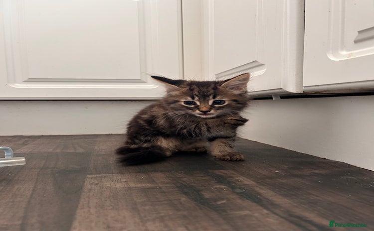 Domestic Shorthair cats - Advert 1