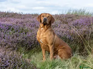 Labrador Retriever dogs Fox Red Labrador - Advert 4