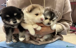 Pomsky dogs for sale: Pomsky puppies  - Image 12