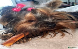 Yorkshire Terrier dogs for sale: Absolutely adorable mini yorkie puppies  - Image 5