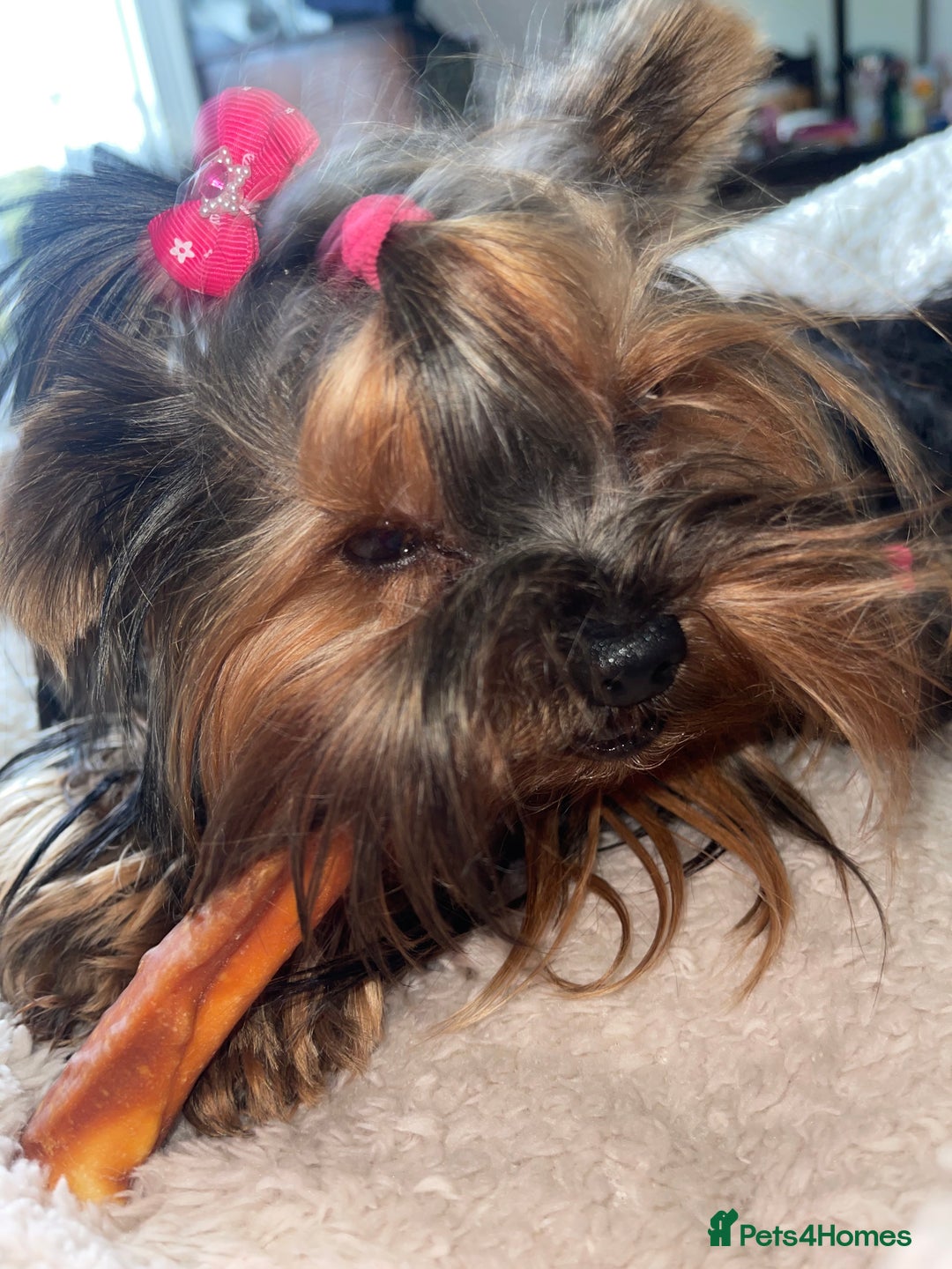 Yorkshire Terrier dogs for sale: Absolutely adorable mini yorkie puppies  - Image 5