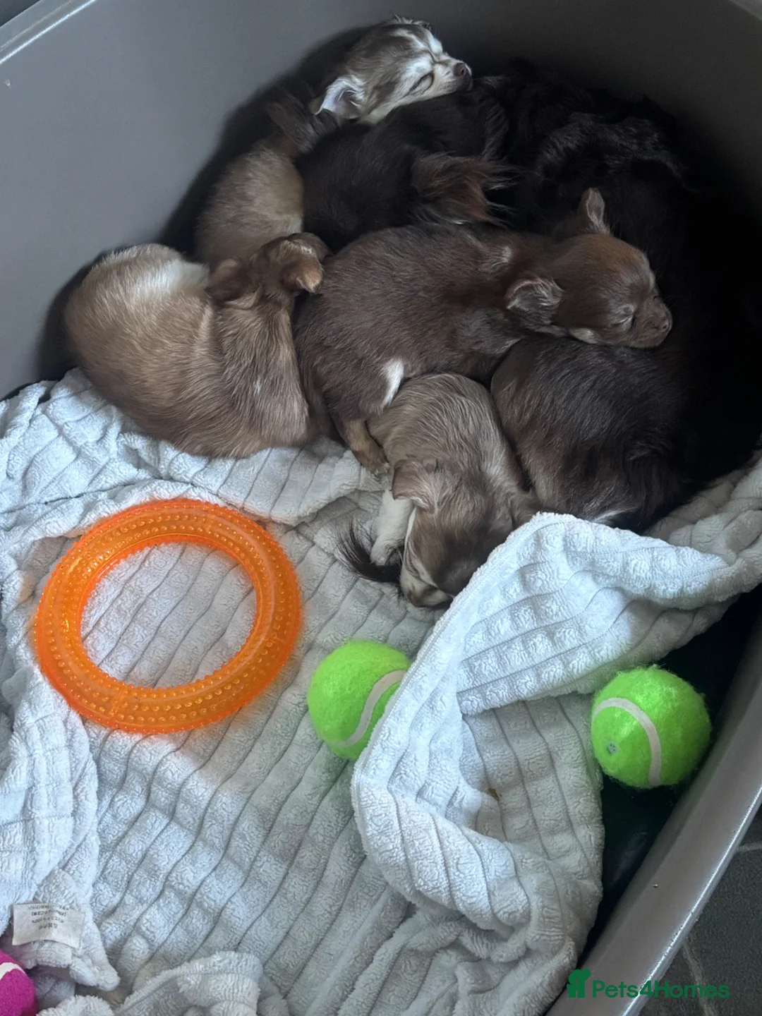 Chihuahua dogs for sale: 4 beautiful chihuahua puppies  - Advert 13