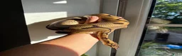 Python Snake reptiles for sale: Beautiful female Royal Pythons - Advert 3