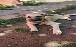 Mixed Breed dogs for adoption: MITZI-loving/ friendly / sociable / affectionate  - Image 6
