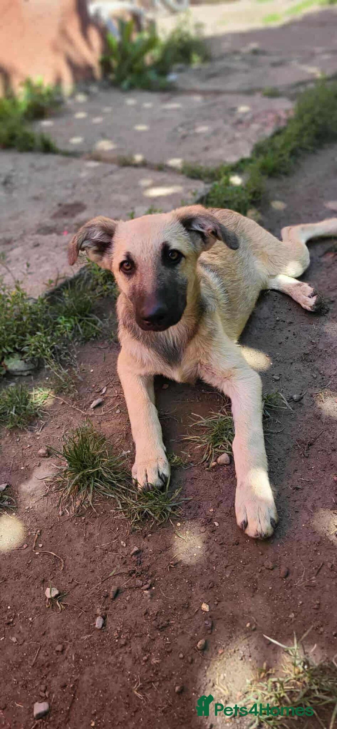 Mixed Breed dogs for adoption: MITZI-loving/ friendly / sociable / affectionate  - Image 6