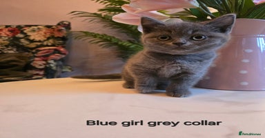 British Shorthair cats - Advert 3