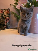 British Shorthair cats - Advert 3
