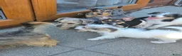 Jack Russell dogs for sale: Jack Russell Pups - Advert 10